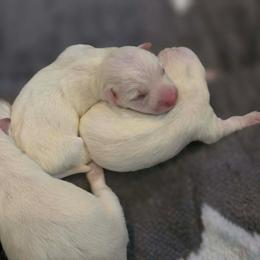 Zion - White male West Highland White Terrier puppy in Toronto, Ohio from Shekinah’s Mi-Kis & Cricket Hill’s Westies