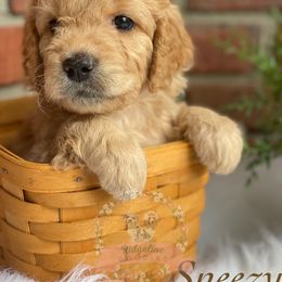 Aussiedoodle Puppies from Ridgeline Doodles