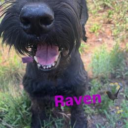 Future Litter - Black female Giant Schnauzer puppy in Tabernash, Colorado from Schnauzer Paw Homestead
