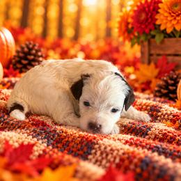 Truffles - Chocolate female Cavapoo puppy in Myrtle Beach, South Carolina from Colorful-K9'S