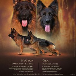 Girl 5 - Black and red female German Shepherd puppy in New York from Spitze German Shepherds