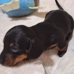 Boy2 - Black and tan male Dachshund puppy in Liberty, North Carolina from Heavenly Doxies