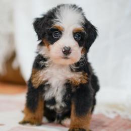 Echo - Tri-color male Bernedoodle puppy in Dundee, Ohio from Down Home Doodle
