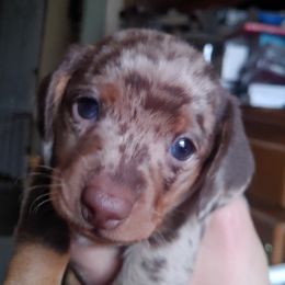 Dachshunds from Beasley & Brown Dachshunds