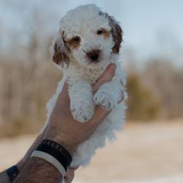 Darth Vadar - Parti male Goldendoodle puppy in Hiddenite, North Carolina from Rose and Reid Doodles
