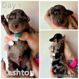 Kashton - Dapple male Dachshund puppy in Michigan from M.H.P Dachshunds