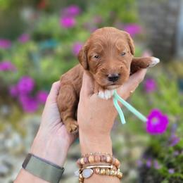 Teal - Red  female Goldendoodle puppy in Somerville, Alabama from Southern Enchanted Doodles