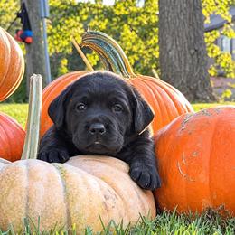 Cider (Hot Pink Collar) - Black female Dilute Retriever puppy in Baldwin City, Kansas from Hedge Lane Labradors