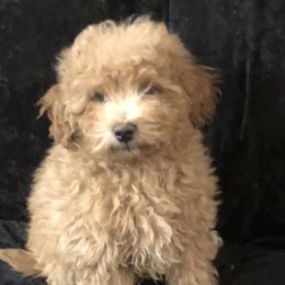 Bordoodles, Goldendoodles, and Labradoodles from Card Family Ranch