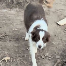 Kate - Border Collie