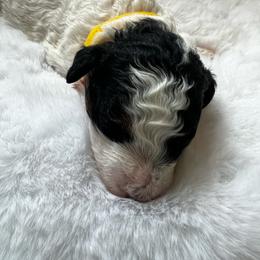 Maize - Parti female Poodle puppy in Nixa, Missouri from Foxtrot Farm Poodles