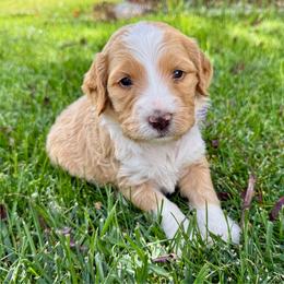 Autumn - Yellow and white female Bernedoodle puppy in Springville, Utah from Oodles of Bernedoodles