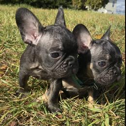 Cane Corso, English Bulldog, and French Bulldog Puppies from Alchemy Guardian Kennel