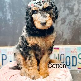 Cotton - Merle female Goldendoodle puppy in Pasco, Washington from Camp Doodle Woods