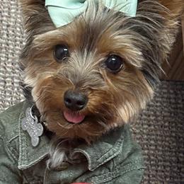 Britney - Yorkshire Terrier