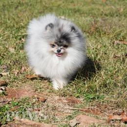 Link - Blue merle male Pomeranian puppy in Kingston, Georgia from Southern Charm Poms