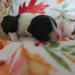 Girl 1 - Portuguese Water Dog puppy in Maine from Lion Heart Pwds
