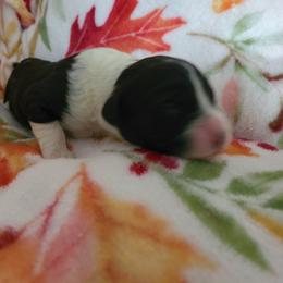 Girl 1 - Portuguese Water Dog puppy in Maine from Lion Heart Pwds