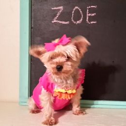 Yorkshire Terrier All Grown Up from New Yorkie City