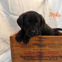 Mike - Black male Labrador Retriever puppy in Farmington, Missouri from Granite Creek Kennel