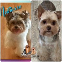 Yorkshire Terrier puppies from Donnas DiamondZ
