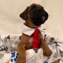 Bear - Fawn male Boxer puppy in Garland, North Carolina from Magen's Boxers