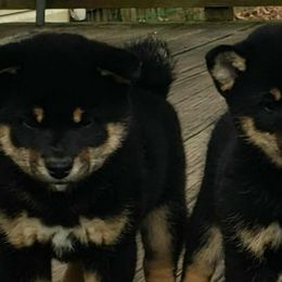 Shiba Inu from Kobushi Shiba
