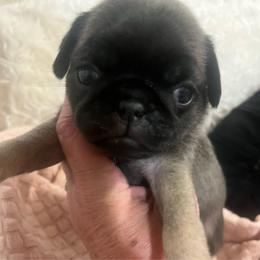 Callisto 'Callie' rainbow collar Dark fawn girl 2 - Fawn female Pug puppy in Onalaska, Washington from Cupid’s Pugs