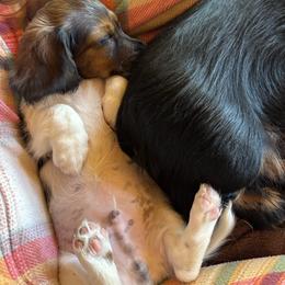 Dachshund Puppies from Mountain Thyme Homestead