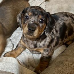 Dachshund Puppies from BZ’s Pupperoni Fractory