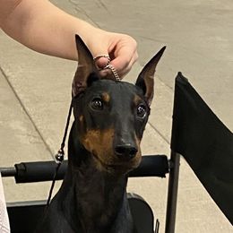 Fonz - Manchester Terrier