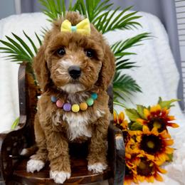 Gray - Red  female Poodle puppy in West Hamlin, West Virginia from My Vision Poodles