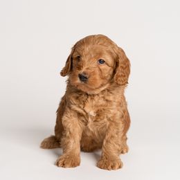 Girl 1 - Australian Labradoodle puppy in Darien, Connecticut from Nutmeg by the Sea Australian Labradoodles