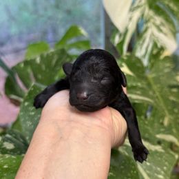 Wednesday - Black female Poodle puppy in Monetta, South Carolina from Moonrise Poodles