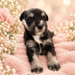 Paisley (runt) - Black and silver female Miniature Schnauzer puppy in Hull, Georgia from Ardent Miniature Schnauzers of Athens