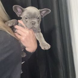 Blueberry - Blue female French Bulldog puppy in Alexandria, Virginia from Boss Lady Kennel