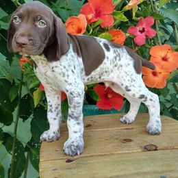 Buck - Liver and white male German Shorthaired Pointer puppy in Elberta, Alabama from Old Orchard Farm