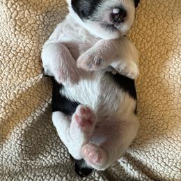 Danny - Parti male Miniature Schnauzer puppy in Crestview, Florida from 850Schnauzers