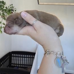 Muffin - Chocolate and cream female Dachshund puppy in Fort Worth, Texas from The Holloway Dachshunds