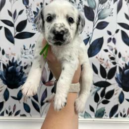 Bop It - White and black male Dalmatian puppy in Gray, Georgia from Fuller Spots