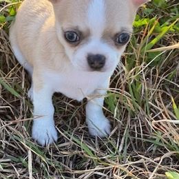 Chihuahuas from Tx Royal Chihuahuas