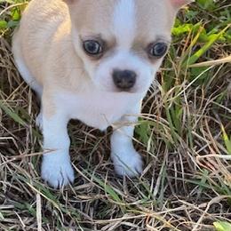 Chihuahuas from Tx Royal Chihuahuas