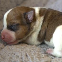 Everett - Tan and white male Jack Russell Terrier puppy in Menifee, California from Wendover Terriers
