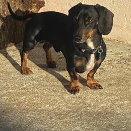 Biggie - Dachshund