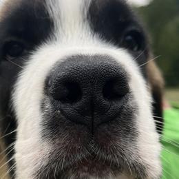 Boy 4 - Saint Bernard puppy in Virginia from Mountain Star Farm VA Saint Bernard