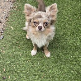 Hennessey - Chihuahua