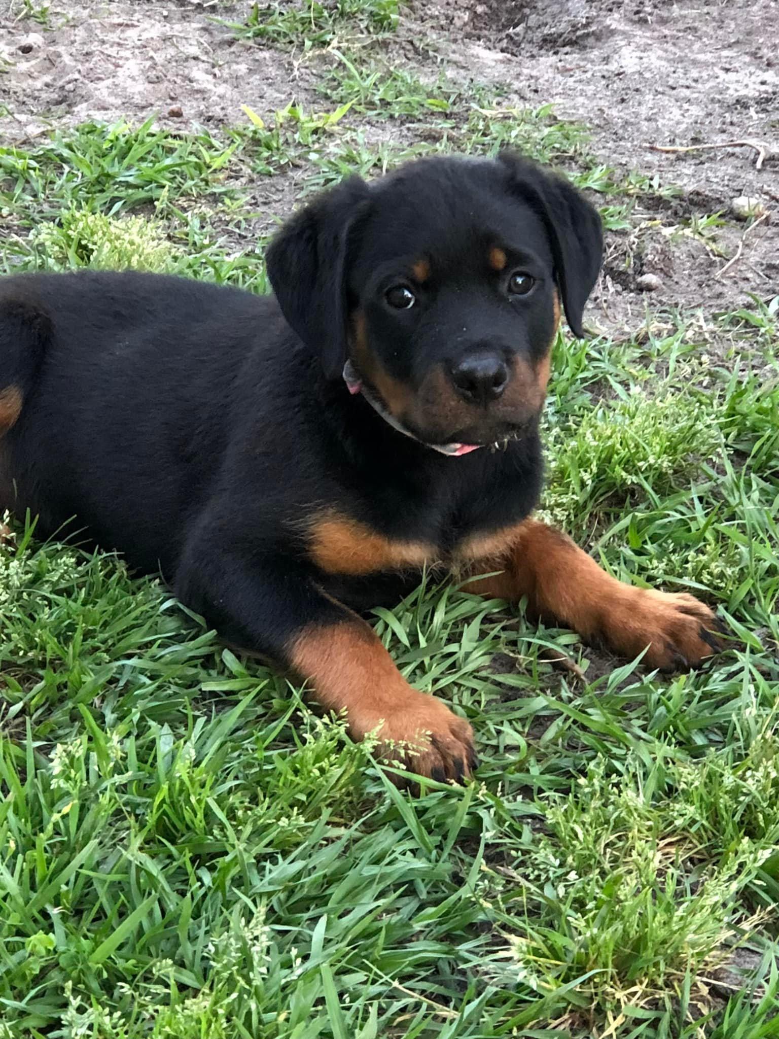 Von in Florida | Rottweiler puppies | Good Dog