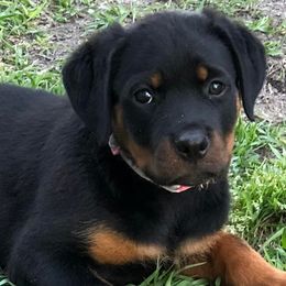 Rottweilers from Von Der Walker Kennel