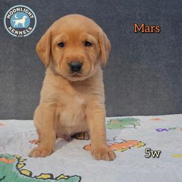 Mars - Yellow male Labrador Retriever puppy in Elloree, South Carolina from Moonlight Kennels LLC