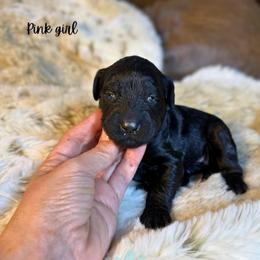 Pink girl - Black female Goldendoodle puppy in Valdese, North Carolina from Doodling All Day Goldendoodles